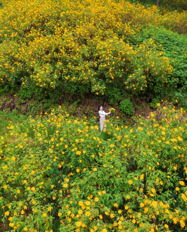 Mùa hoa dã quỳ rực rỡ - Sắc vàng tại Đà Lạt