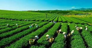 NỘI BÀI - HÀ GIANG - ĐỒNG VĂN –  TUYÊN QUANG - TÂN TRÀO